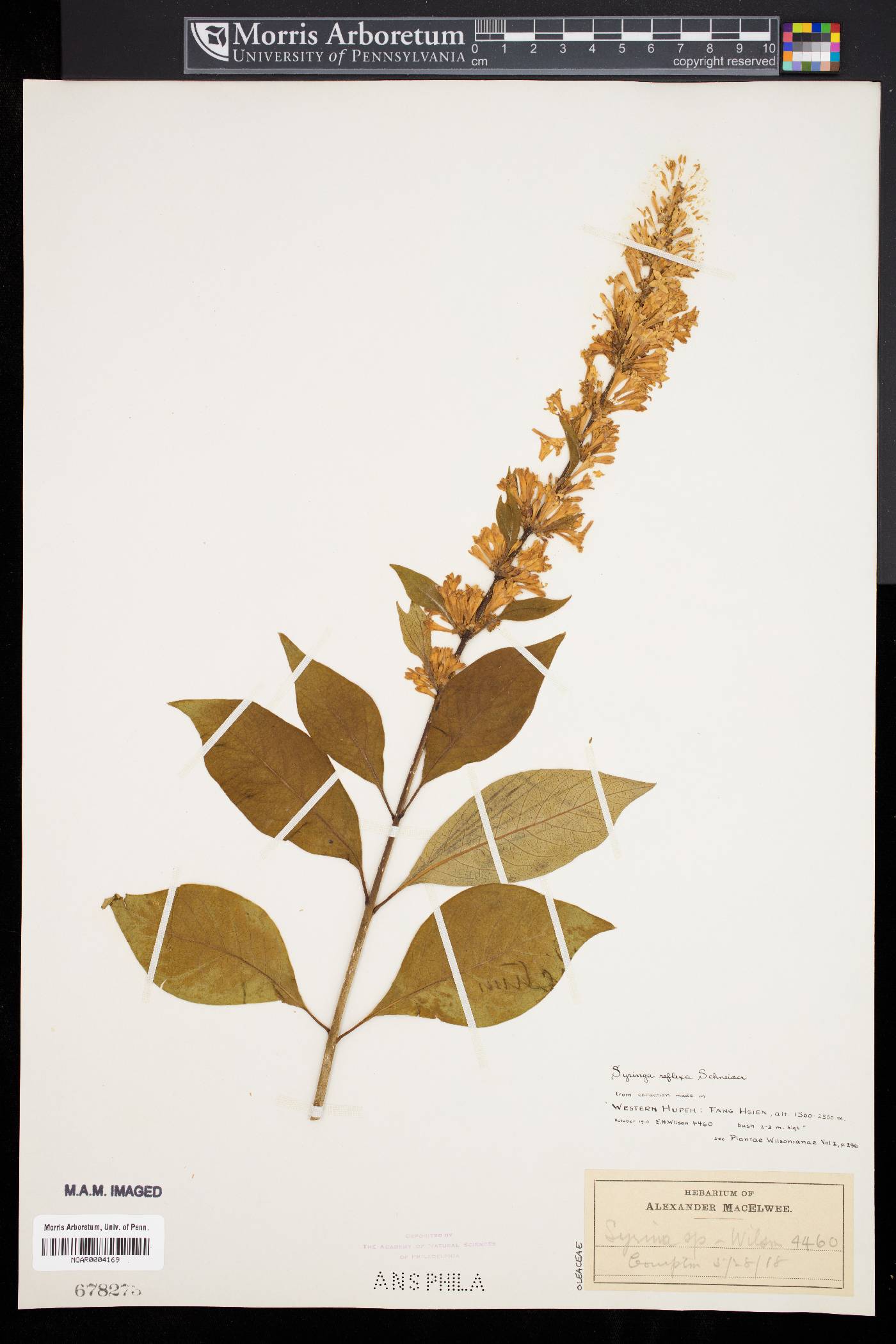 Syringa komarowii image