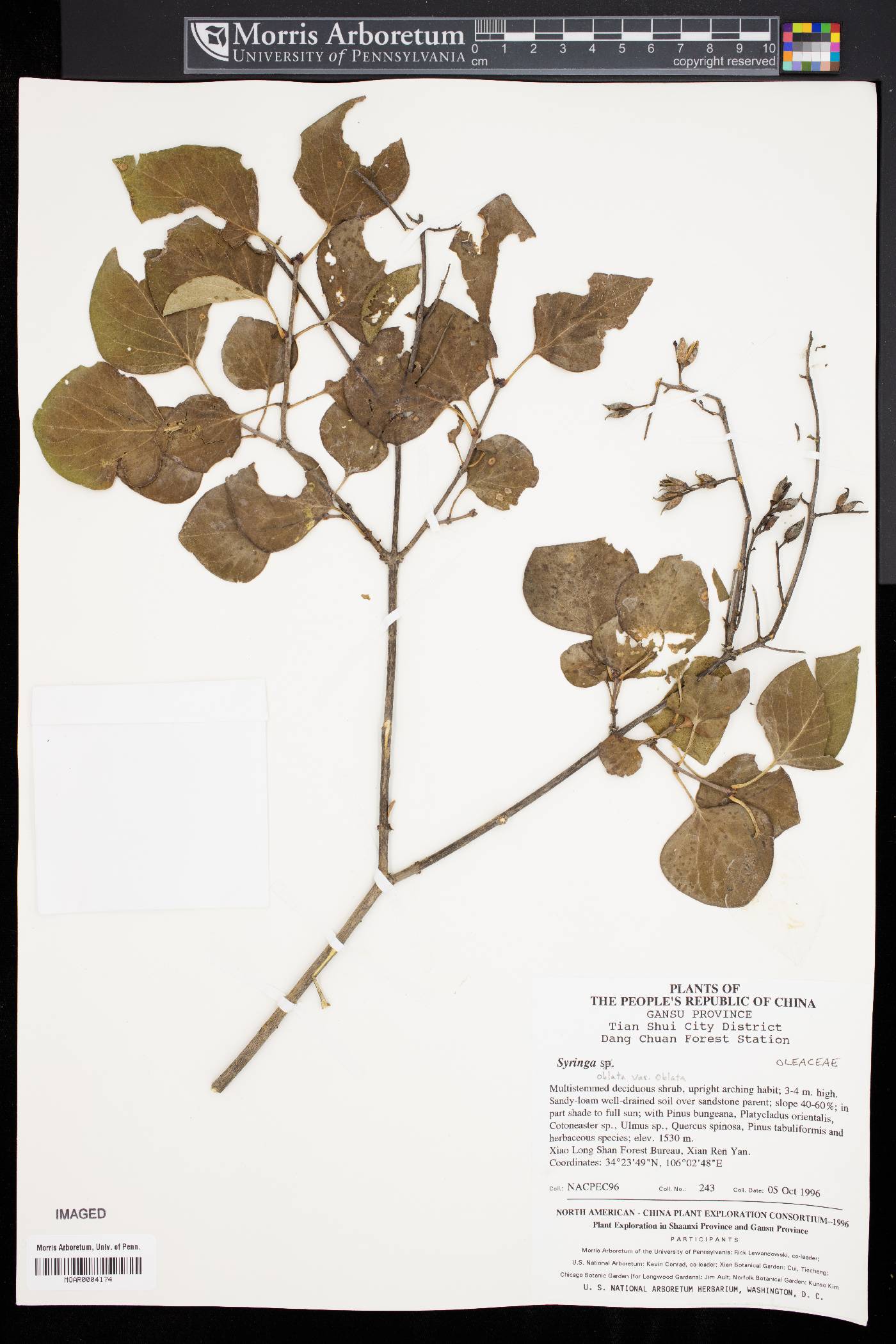 Syringa oblata var. oblata image