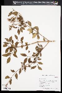 Syringa pubescens image