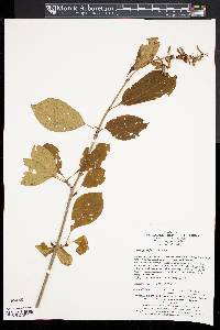 Syringa komarowii image