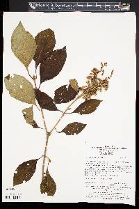 Syringa komarowii image