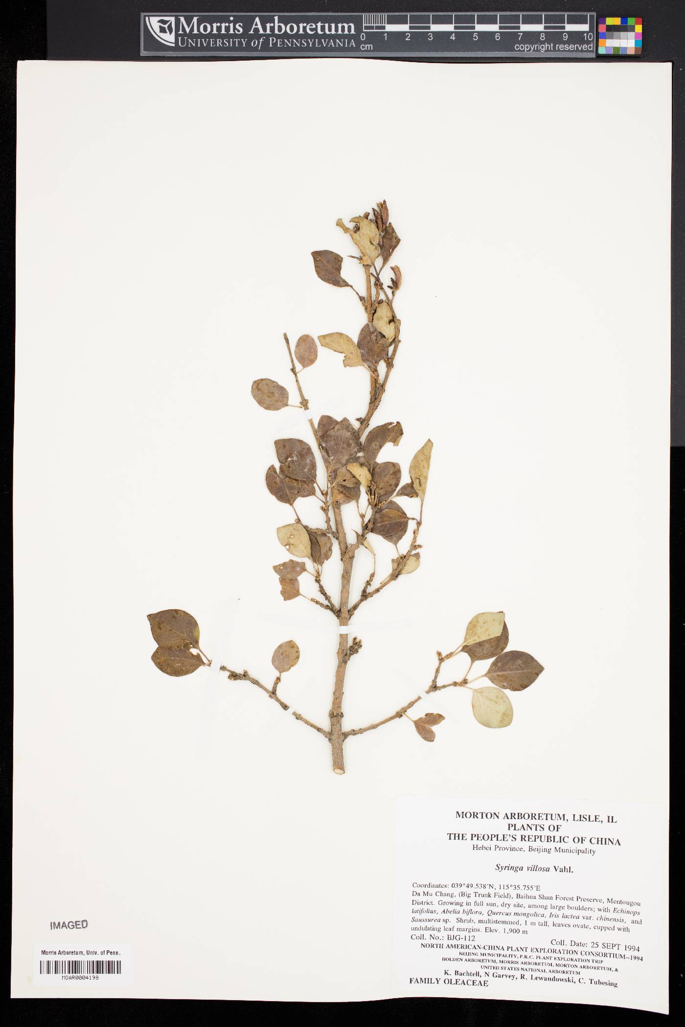 Syringa villosa image