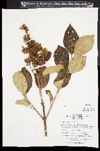 Syringa wolfii image