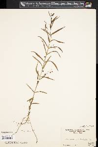 Veronica scutellata image