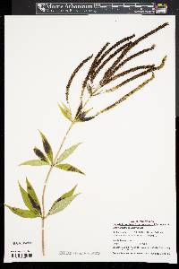 Veronicastrum virginicum image