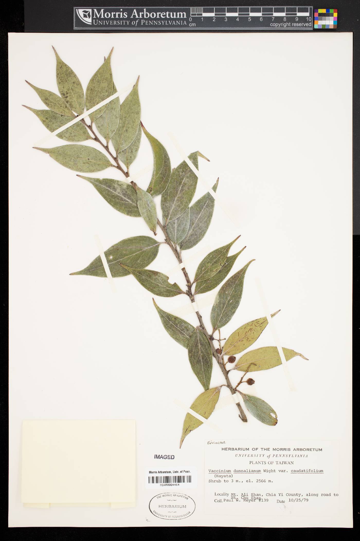 Vaccinium dunalianum var. caudatifolium image