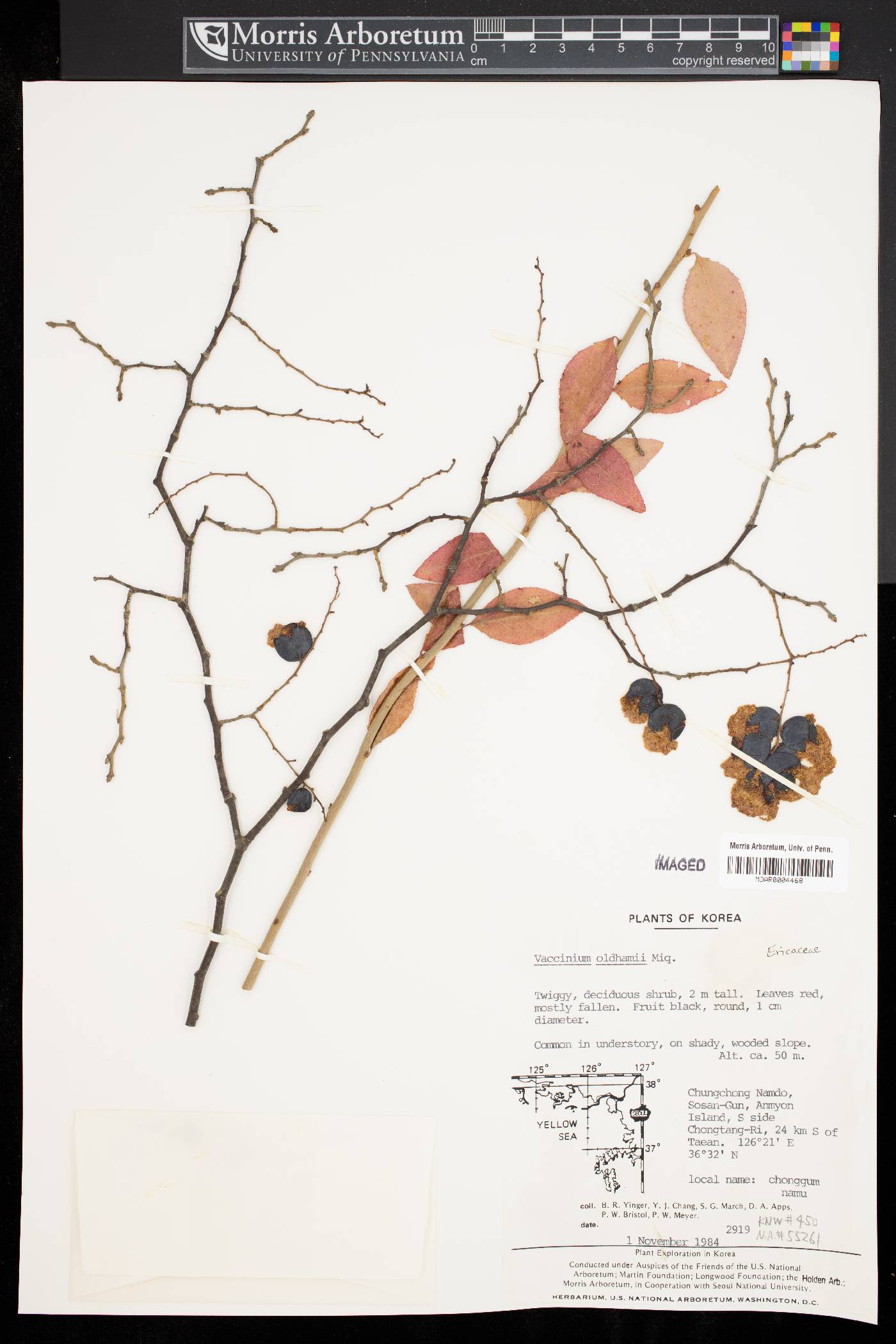 Vaccinium oldhamii image