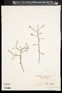 Vaccinium angustifolium image