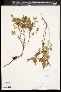 Vaccinium angustifolium image