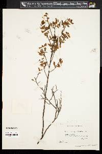 Vaccinium angustifolium image