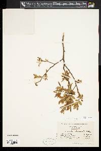 Vaccinium corymbosum image