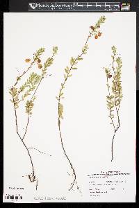 Vaccinium macrocarpon image