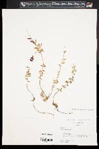 Vaccinium macrocarpon image