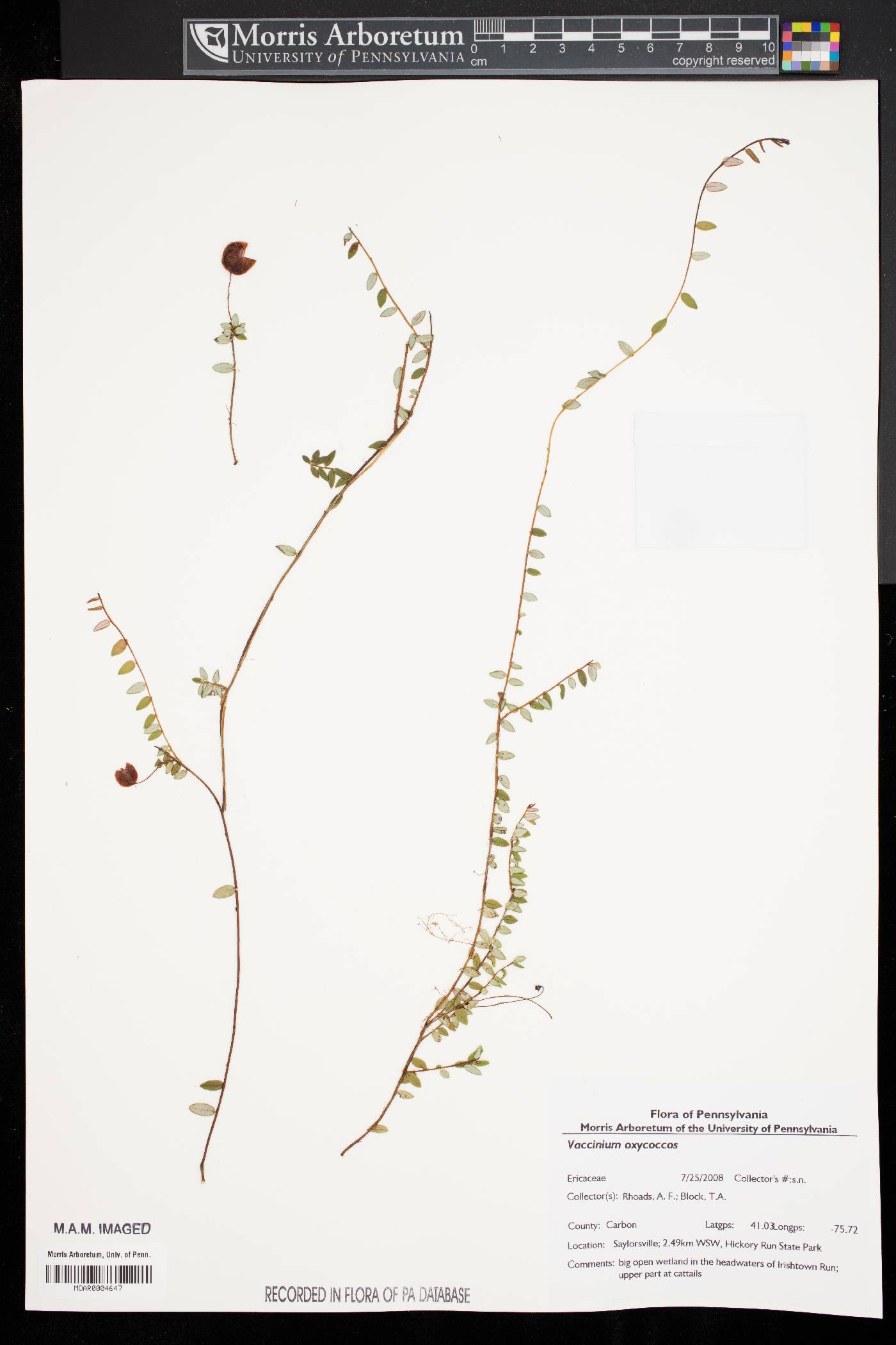 Vaccinium oxycoccos image