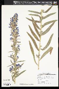 Echium vulgare image