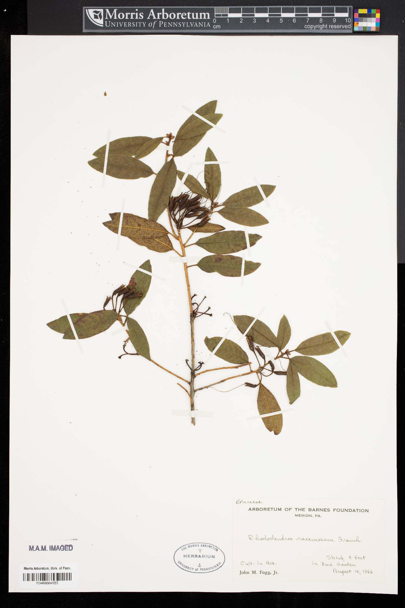 Rhododendron racemosum image