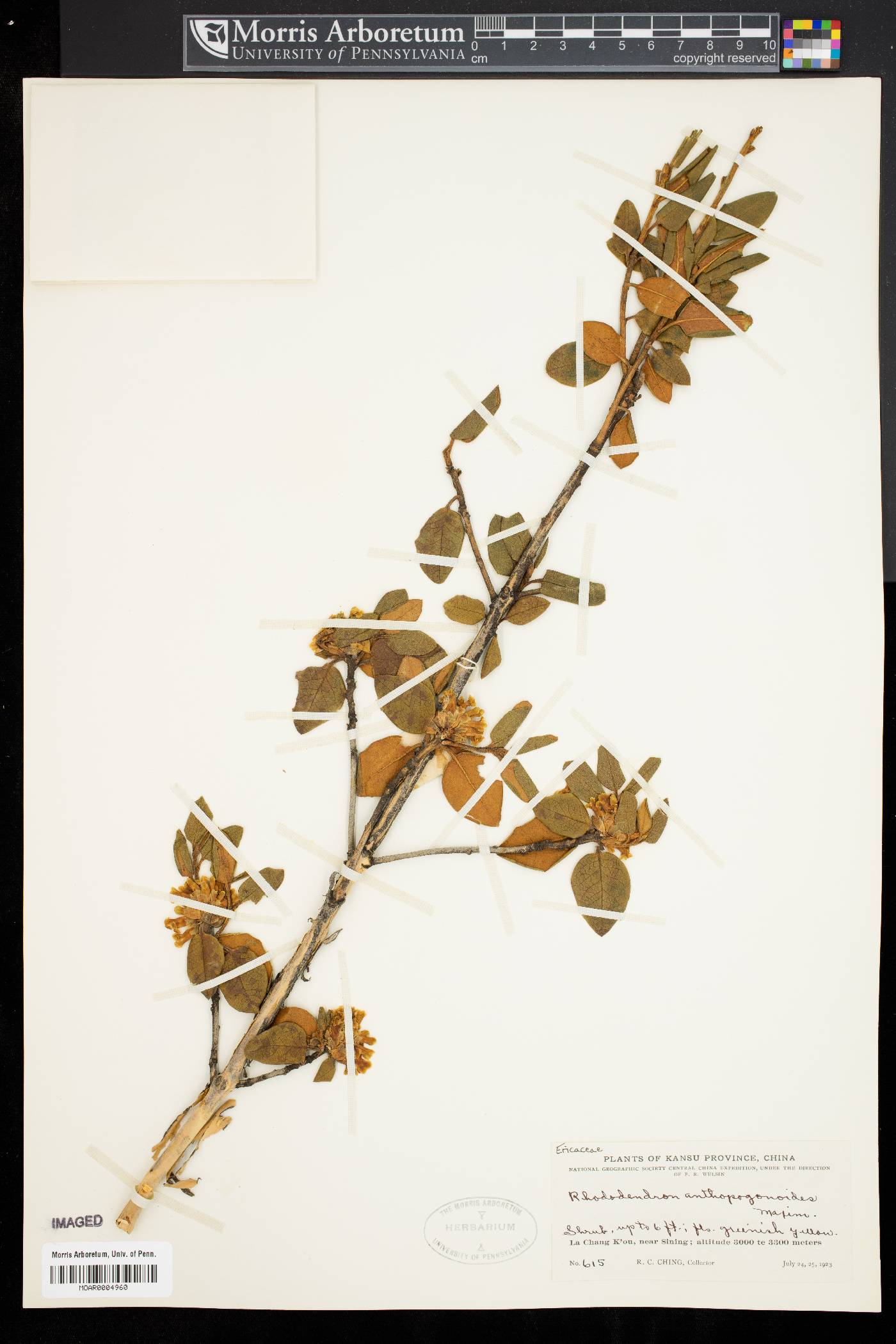 Rhododendron anthopogonoides image