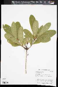 Rhododendron luteum image