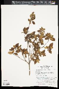 Rhododendron mariesii image