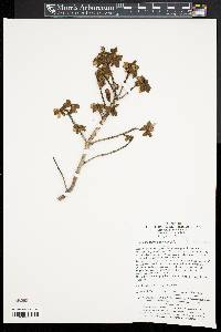 Image of Rhododendron capitatum