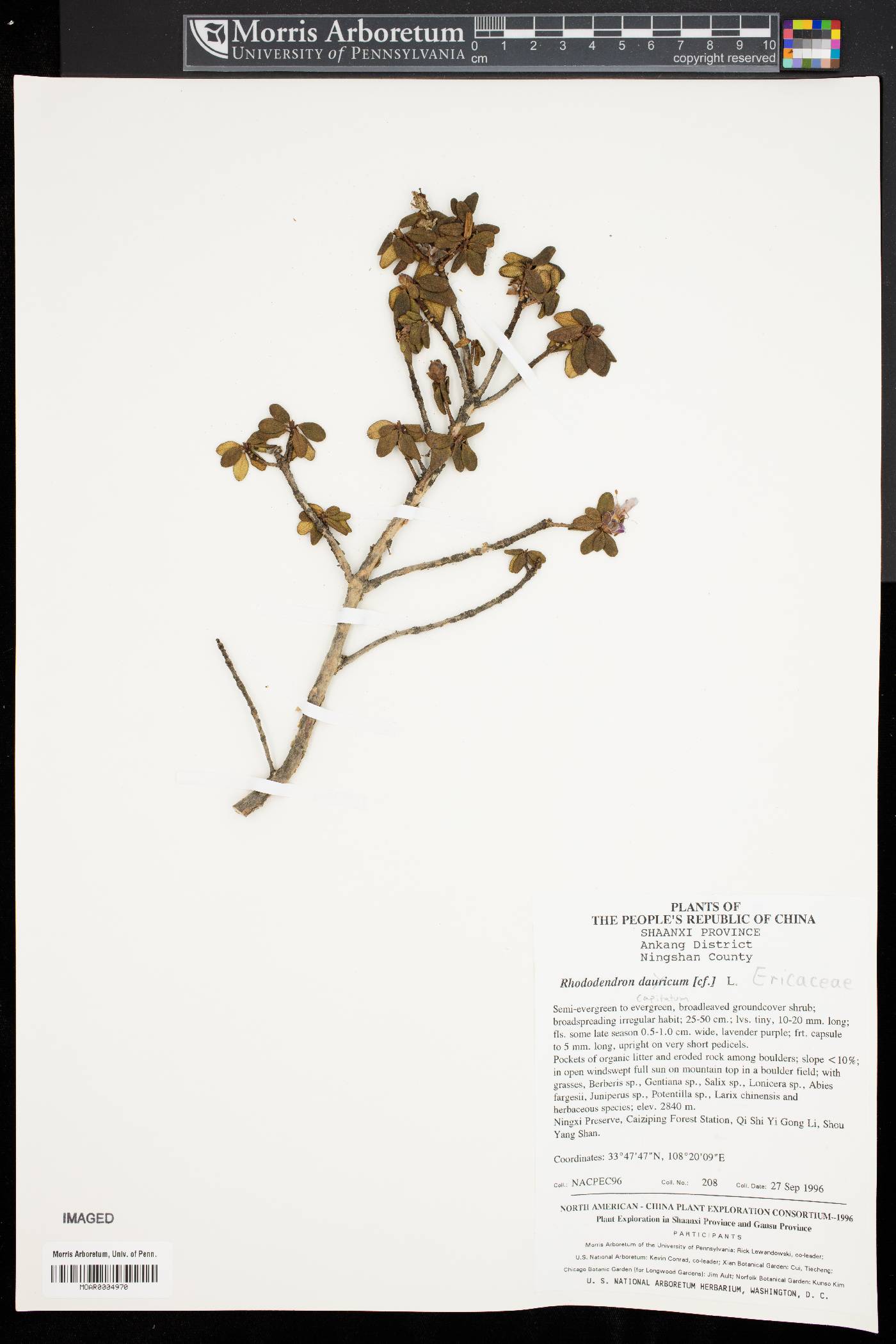 Rhododendron capitatum image