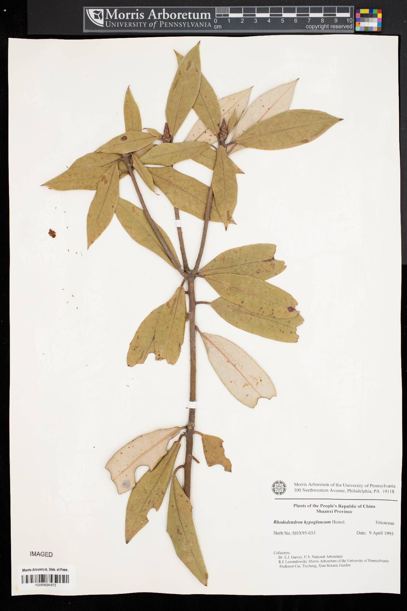 Rhododendron hypoglaucum image