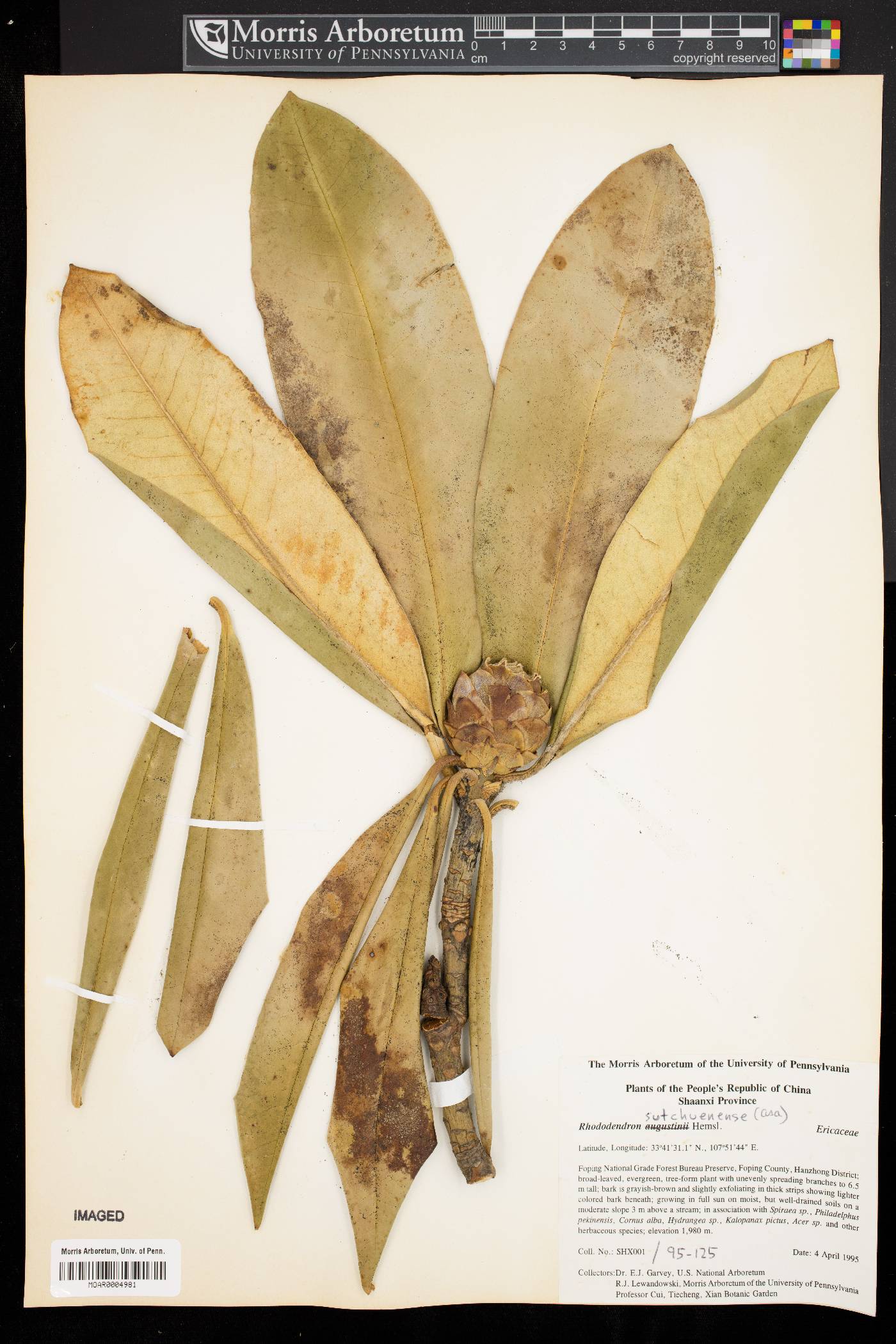 Rhododendron sutchuenense image