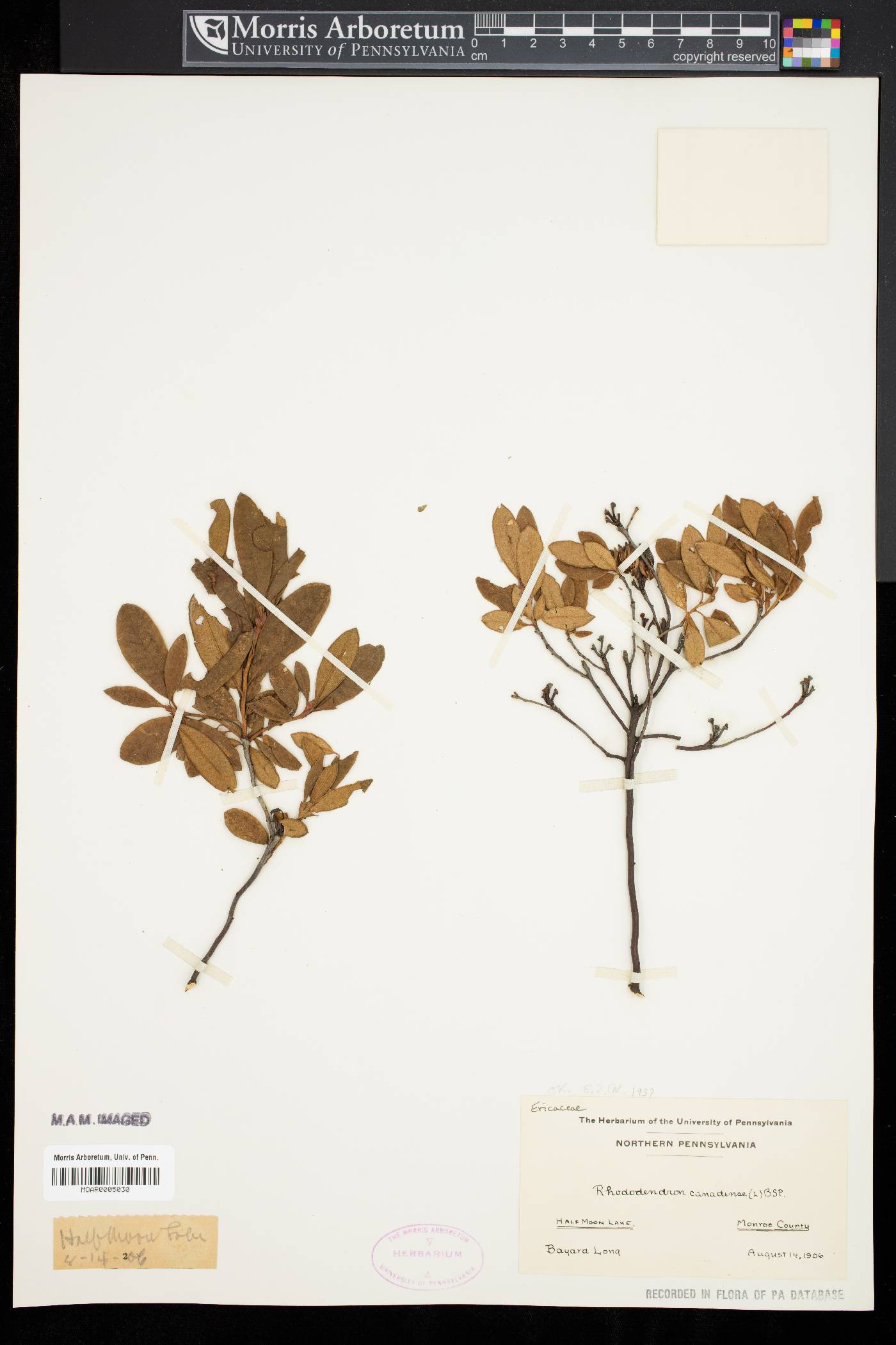 Rhododendron canadense image