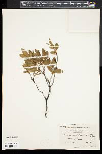 Rhododendron canadense image