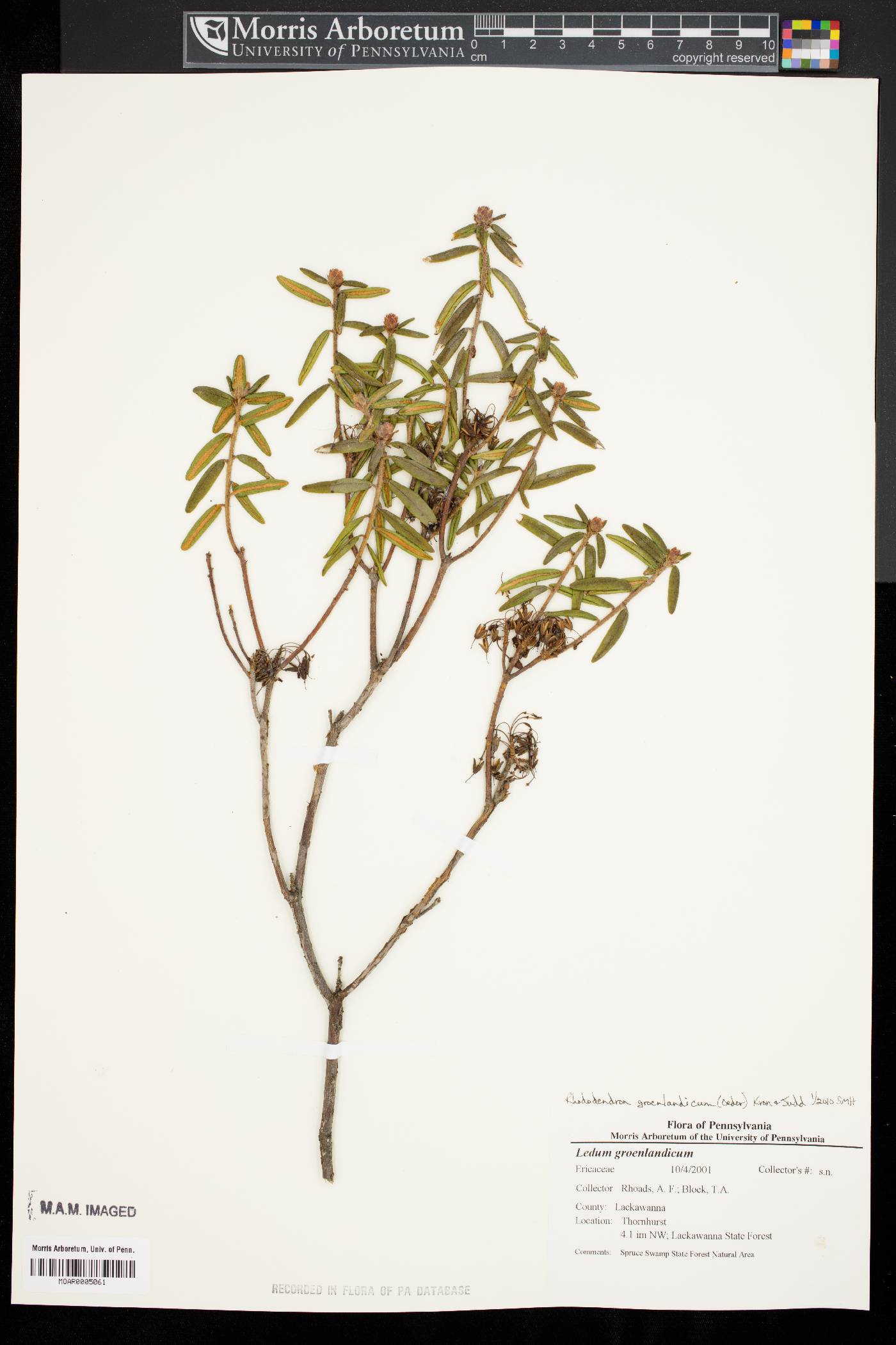 Rhododendron groenlandicum image