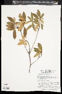 Rhododendron micranthum image