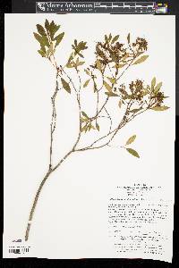 Rhododendron micranthum image