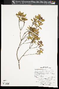 Rhododendron micranthum image