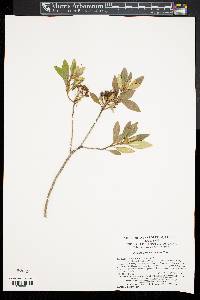 Rhododendron micranthum image