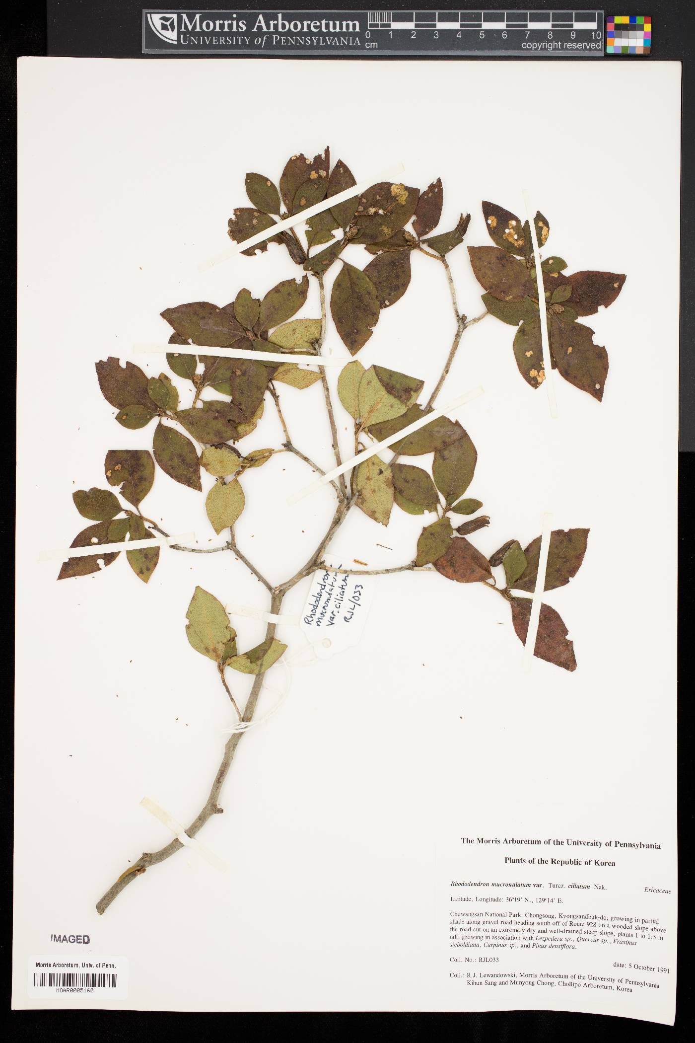 Rhododendron mucronulatum image