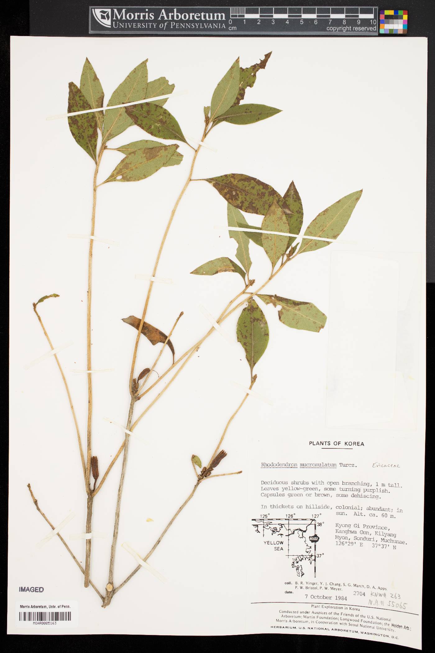 Rhododendron mucronulatum image