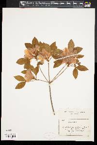 Rhododendron obtusum image