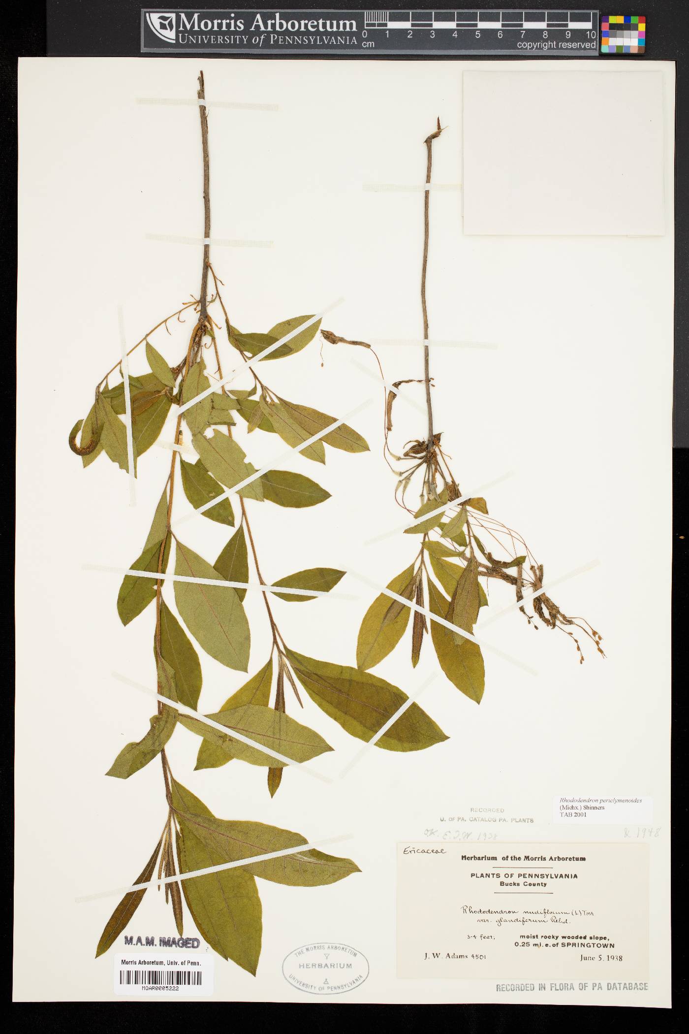 Rhododendron periclymenoides image