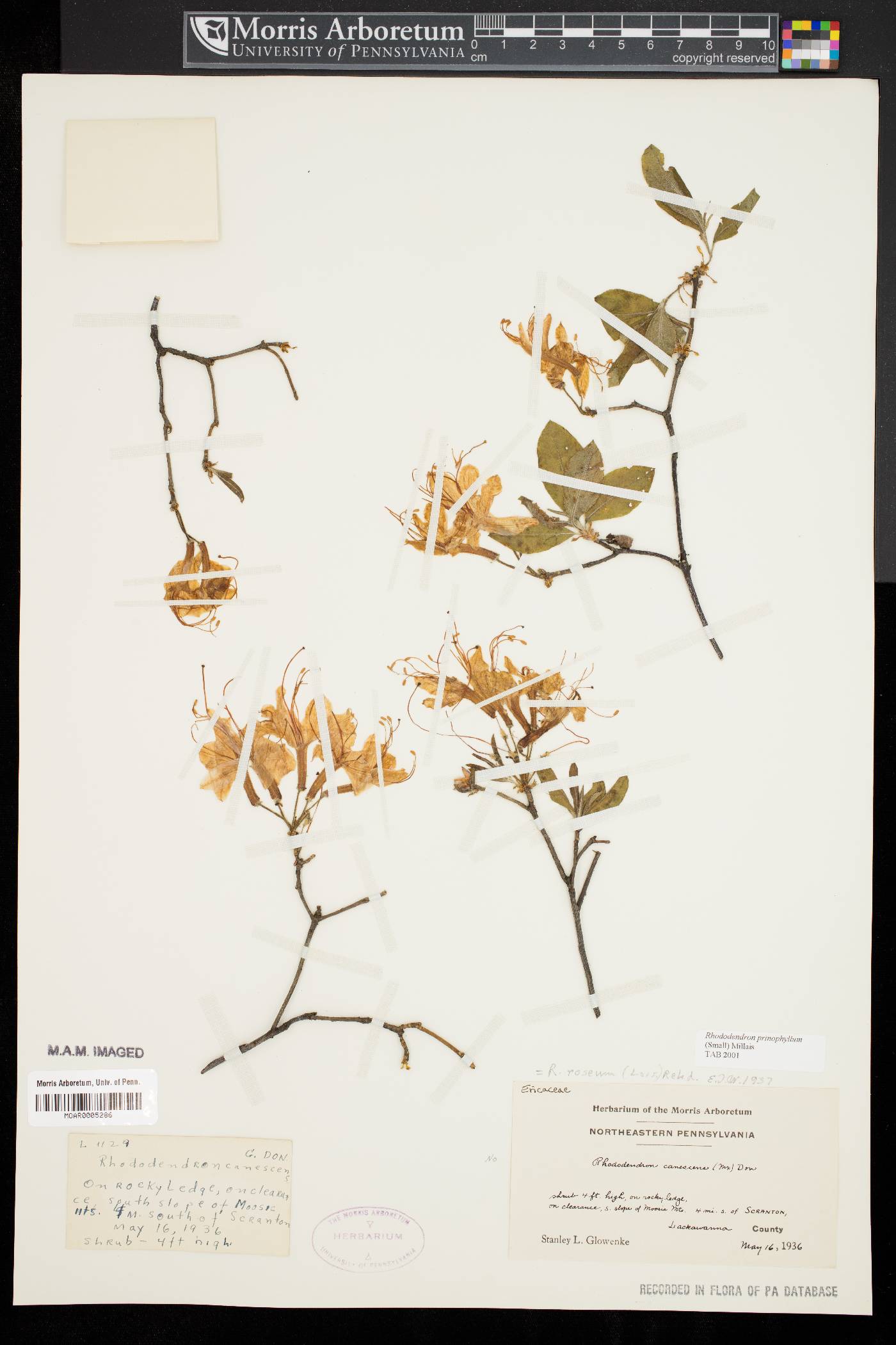 Rhododendron prinophyllum image