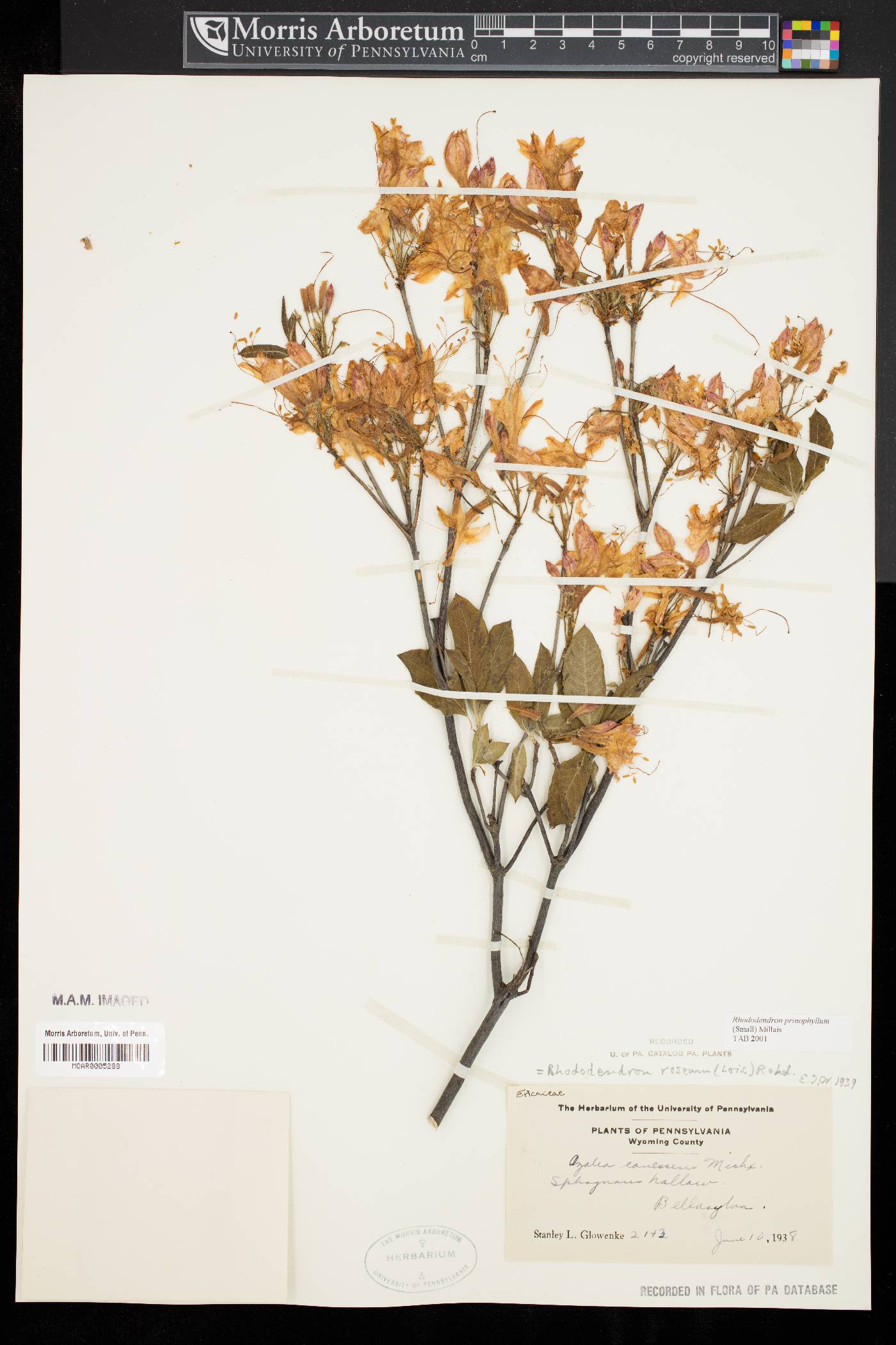 Rhododendron prinophyllum image