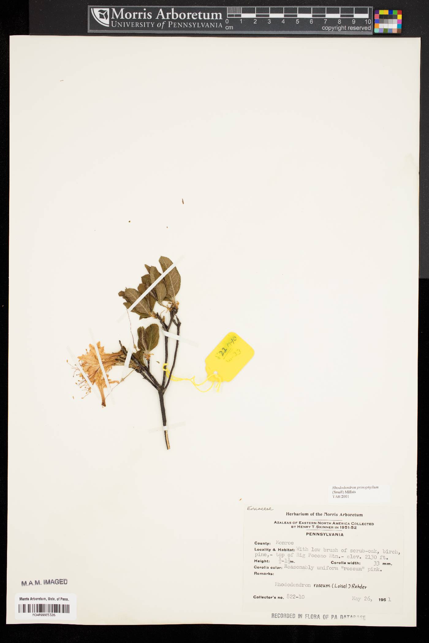 Rhododendron prinophyllum image