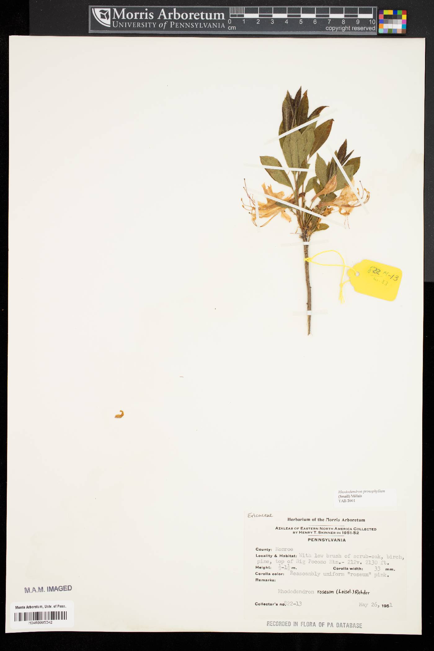 Rhododendron prinophyllum image