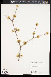 Cornus officinalis image