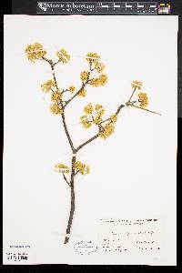 Cornus officinalis image