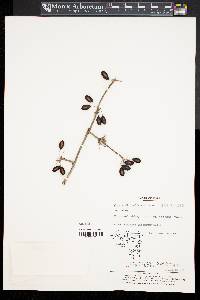 Cornus officinalis image