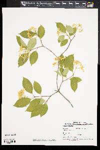 Cornus racemosa image