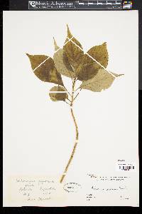 Helwingia japonica image