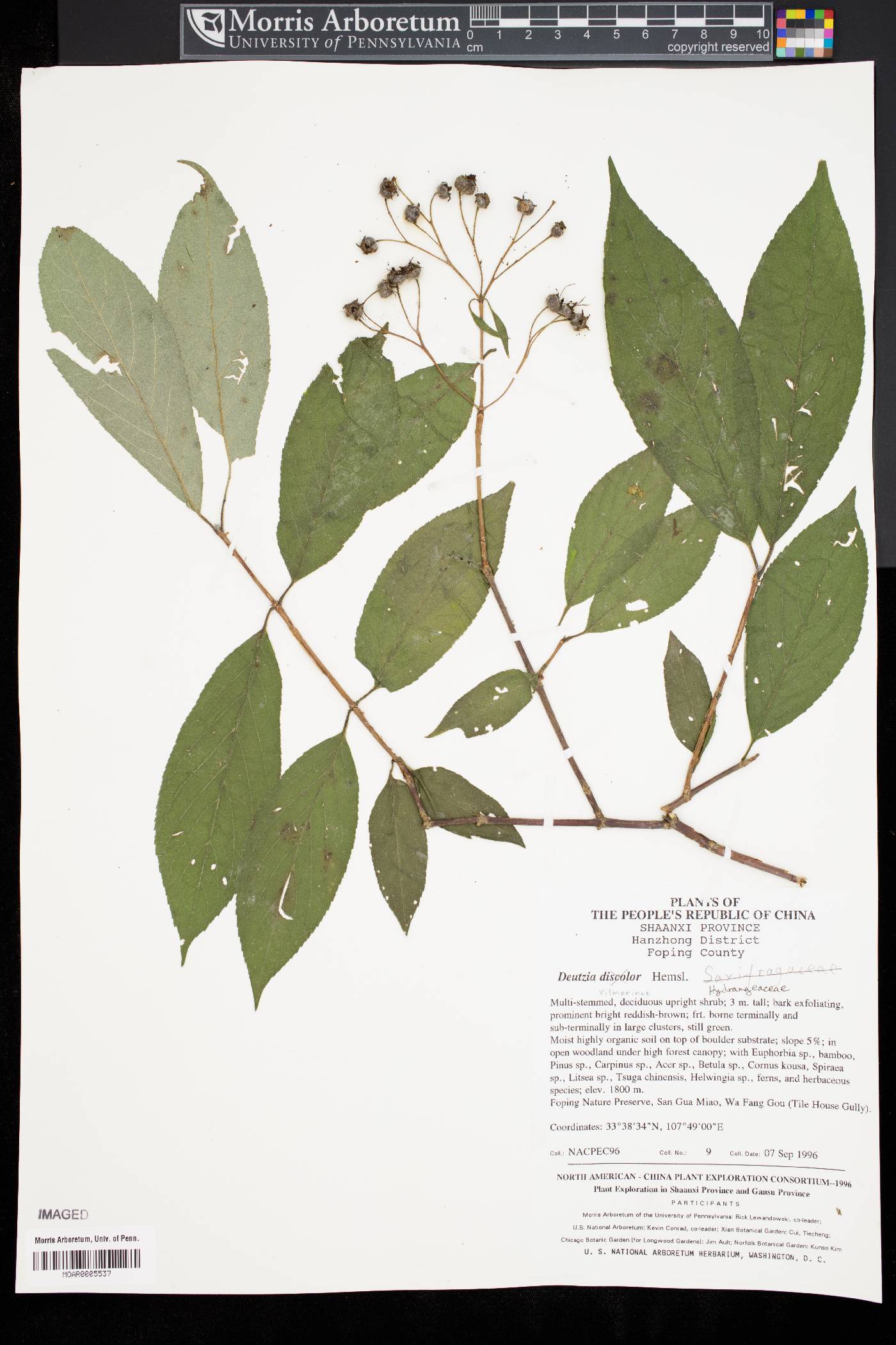 Deutzia discolor image