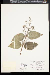 Deutzia pulchra image