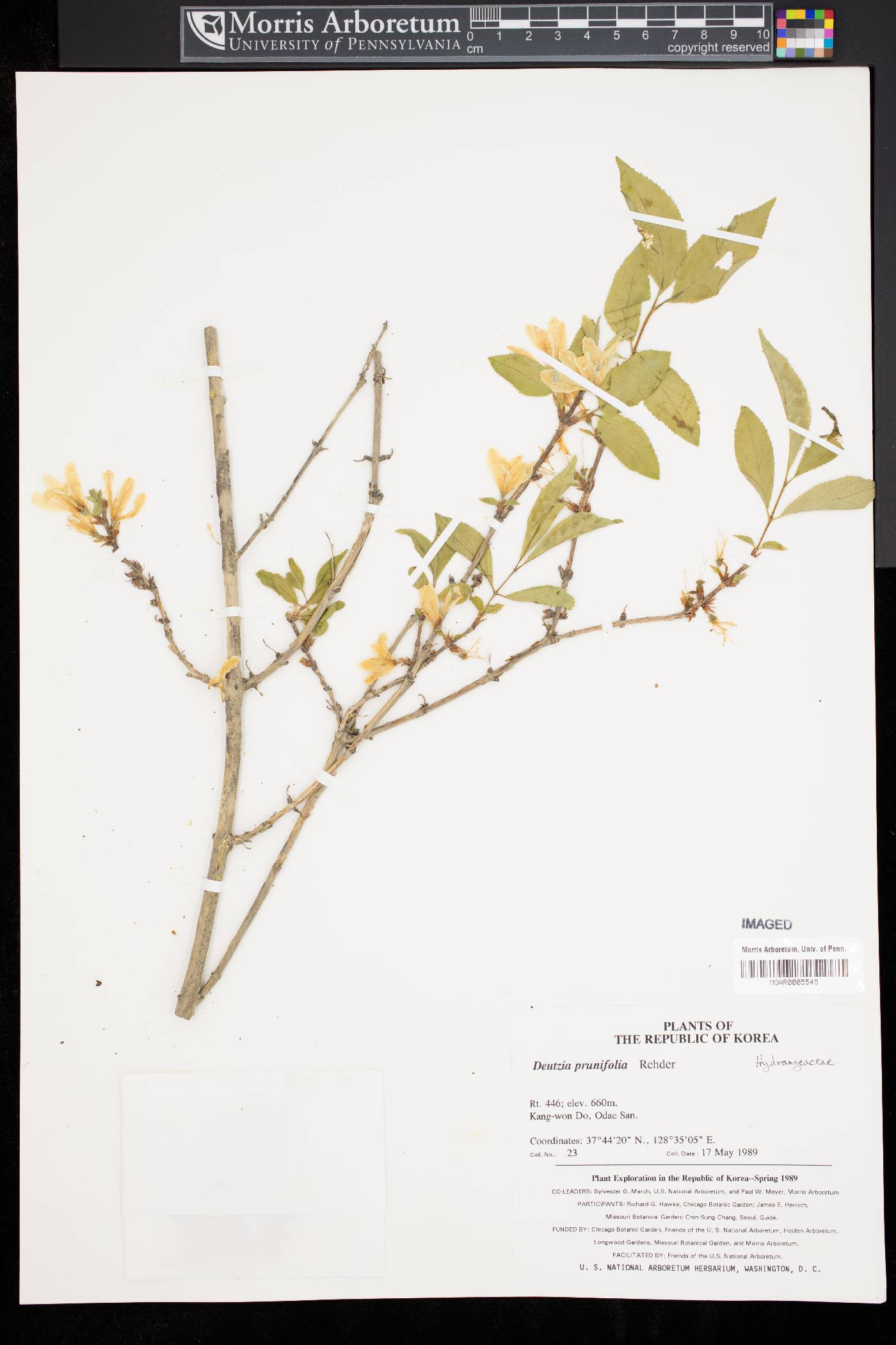 Deutzia baroniana image